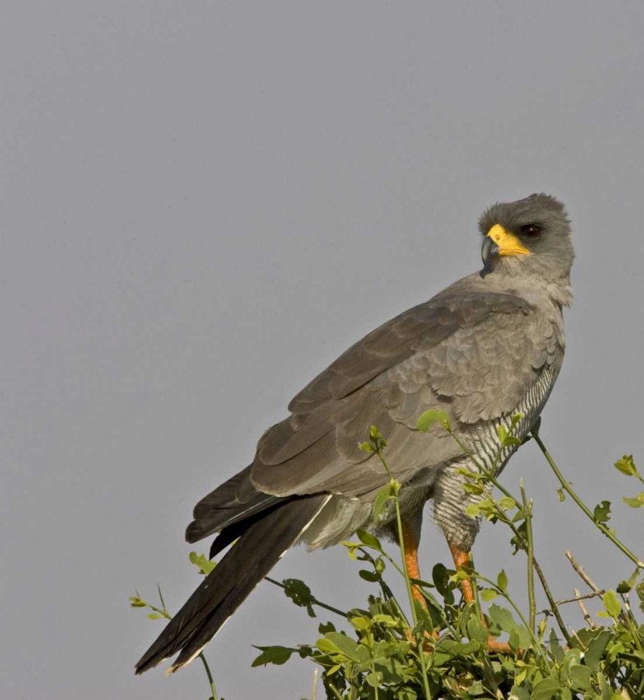 Kenya Close-up of Chanting Goshawk on bush